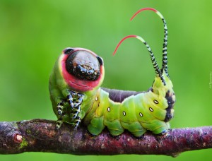 265594_gasienica_makro